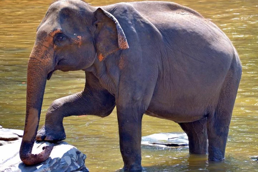 elephant killed woman