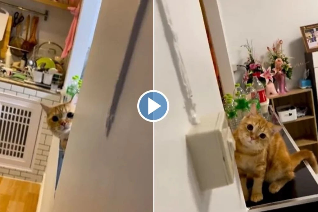 cat viral video