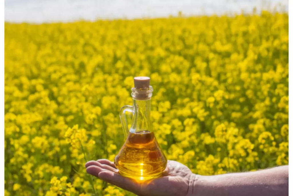 Mustard Oil Price Update